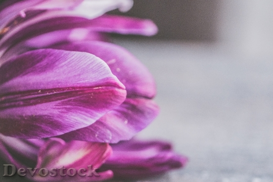 Devostock Purple Petals Blur 103908 4K