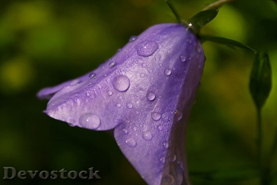 Devostock Purple Petals Dew 137910 4K