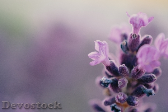 Devostock Purple Petals Flower 119612 4K