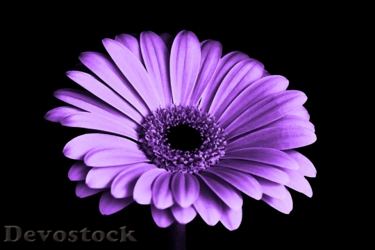 Devostock Purple Petals Flower 13364 4K