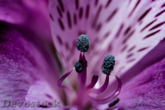 Devostock Purple Petals Flower 142488 4K