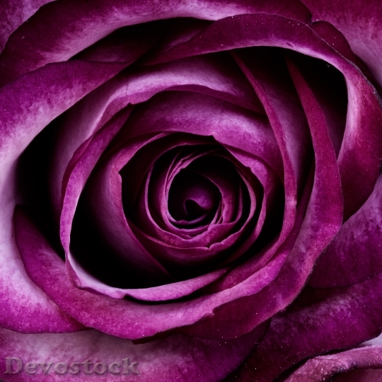 Devostock Purple Petals Plant 6532 4K