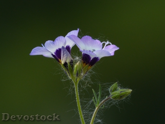 Devostock Purple Plant Flower 3980 4K