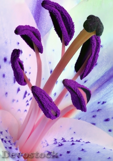 Devostock Purple Plant Flower 5019 4K