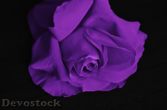 Devostock Purple Plant Flower 5918 4K