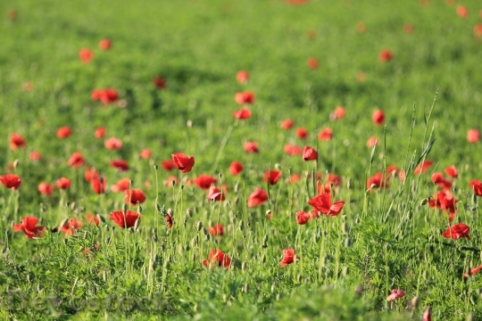 Devostock Red Field Flowers 97973 4K