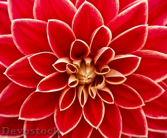 Devostock Red Flower Bloom 6540 4K