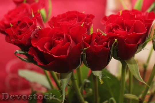 Devostock Red Love Flowers 4758 4K