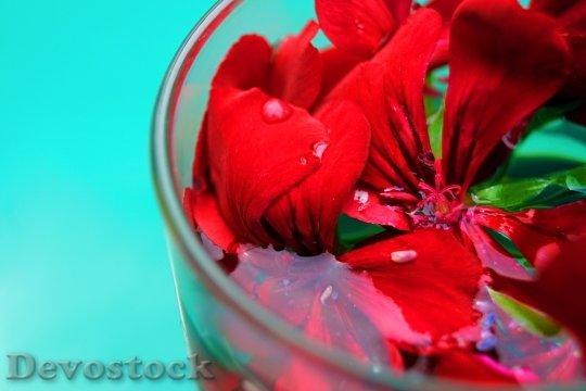 Devostock Red Love Romantic 136878 4K