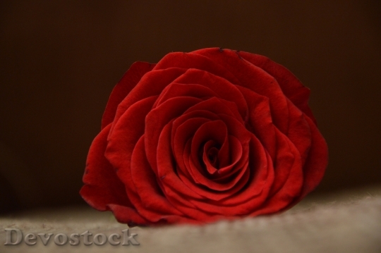 Devostock Red Love Romantic 6376 4K