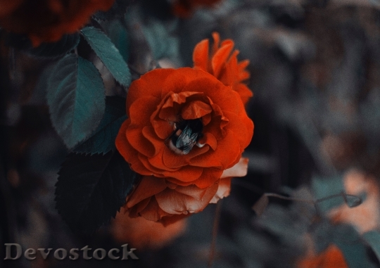 Devostock Red Petals Flower 119761 4K