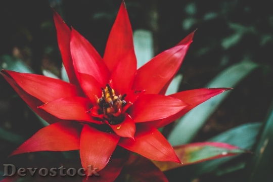 Devostock Red Petals Flower 126847 4K