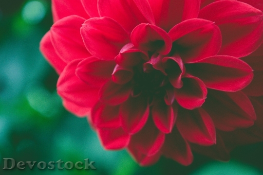 Devostock Red Petals Plant 62743 4K