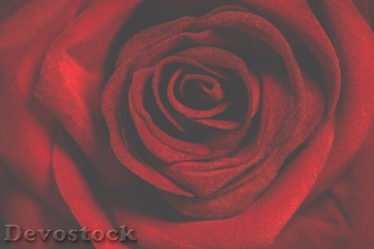 Devostock Red Texture Petals 77648 4K