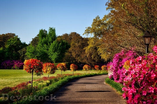 Devostock Road Flowers Garden 15828 4K