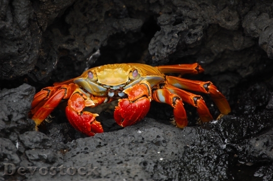 Devostock Rocks Animal Crab 7666 4K