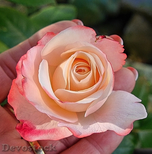 Devostock Romantic Flower Pink 20808 4K