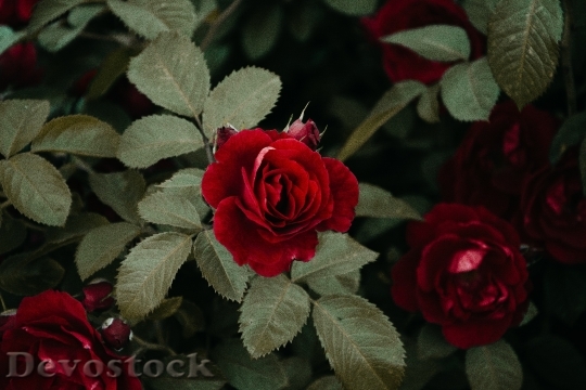 Devostock Romantic Flowers Garden 123316 4K