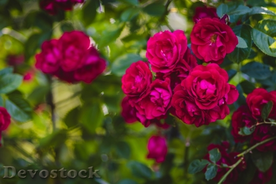 Devostock Romantic Flowers Garden 125197 4K