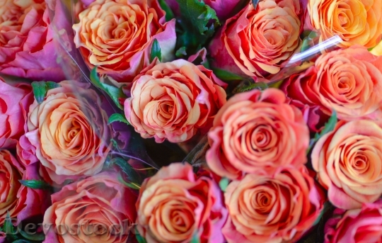 Devostock Romantic Flowers Petals 101942 4K