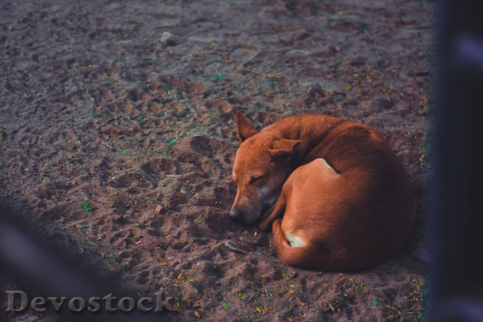 Devostock Sand Animal Dog 75459 4K