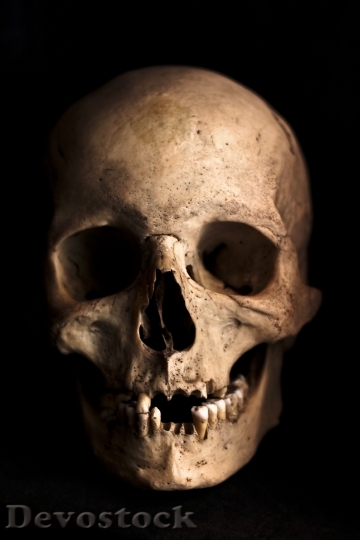 Devostock Skull Human Head Skeleton HD
