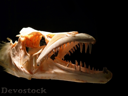 Devostock Skull Predator Teeth Bones HD
