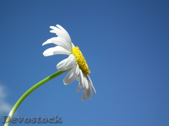 Devostock Sky Petals Flower 6418 4K