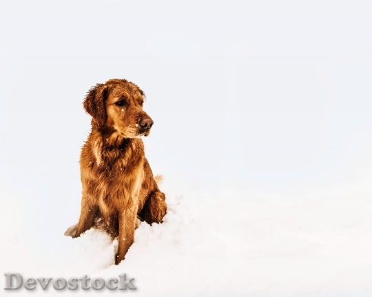 Devostock Snow Animal Dog 87295 4K
