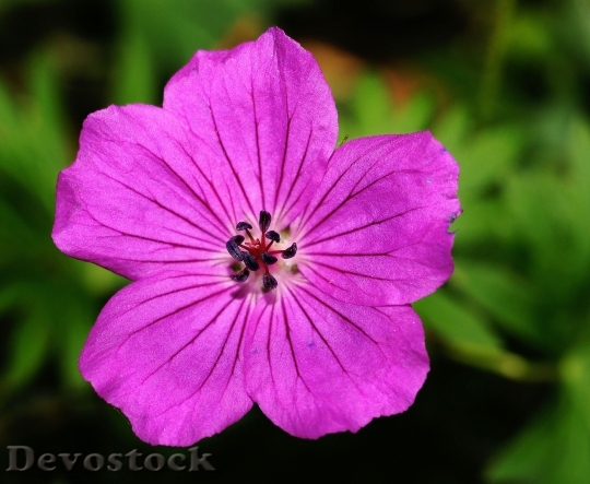 Devostock Summer Purple Petals 4711 4K