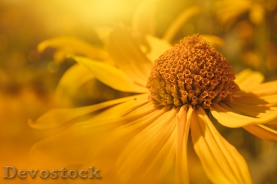 Devostock Summer Yellow Petals 82839 4K