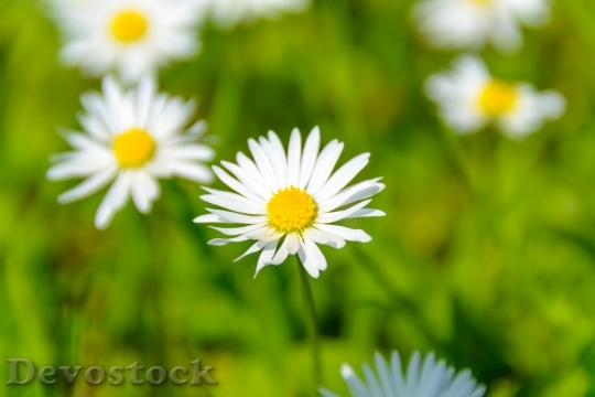 Devostock Sunny Field Flowers 10131 4K