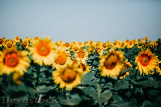 Devostock Sunny Field Flowers 122312 4K