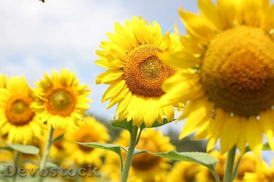 Devostock Sunny Field Flowers 132248 4K