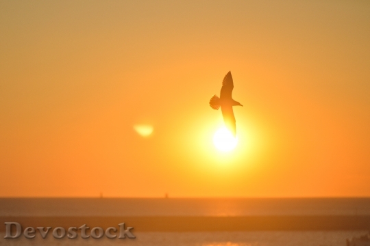 Devostock Sunset Bird Sunrise 616 4K