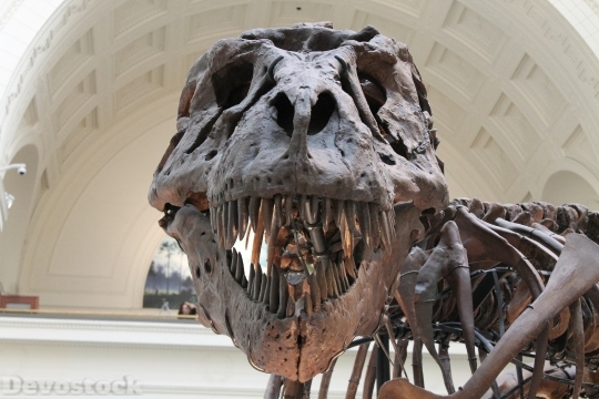 Devostock Tyrannosaurus Prehistoric Skeleton 44780 HD