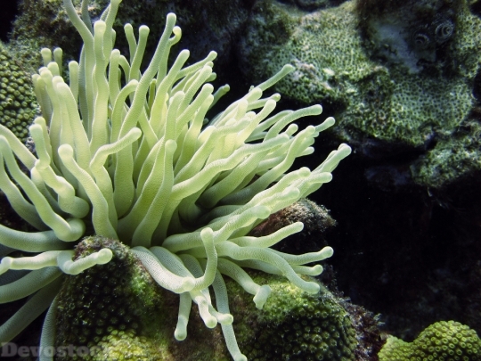 Devostock Underwater Anemone Diving Reef HD