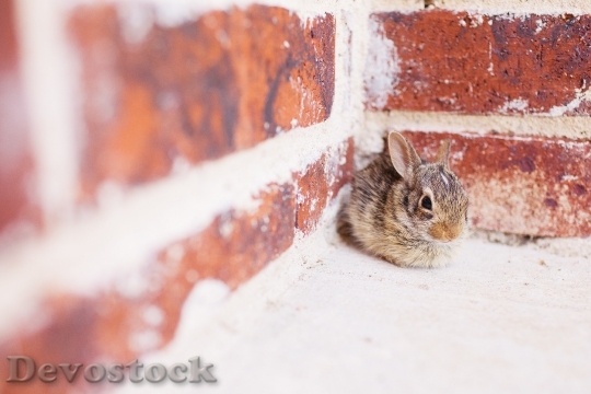 Devostock Wall Animal Cute 131005 4K