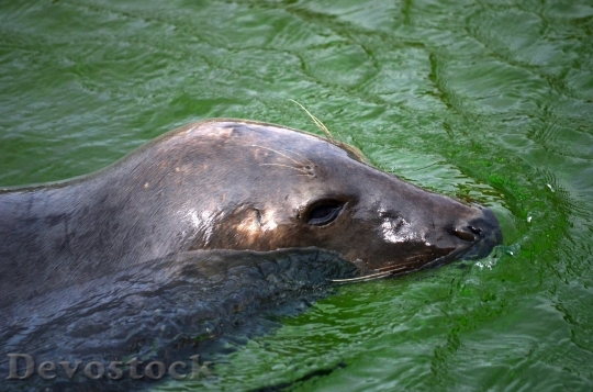 Devostock Water Animal Animal Photography 6412 4K