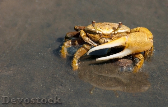 Devostock Water Animal Crab 7369 4K