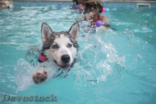 Devostock Water Animal Dog 6777 4K