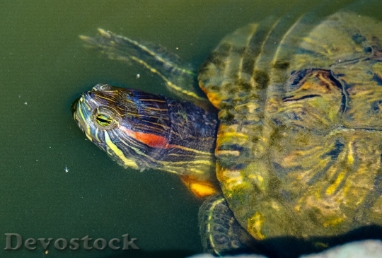 Devostock Water Animal Reptile 9633 4K