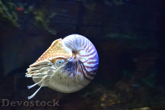 Devostock Water Animal Underwater 22119 4K