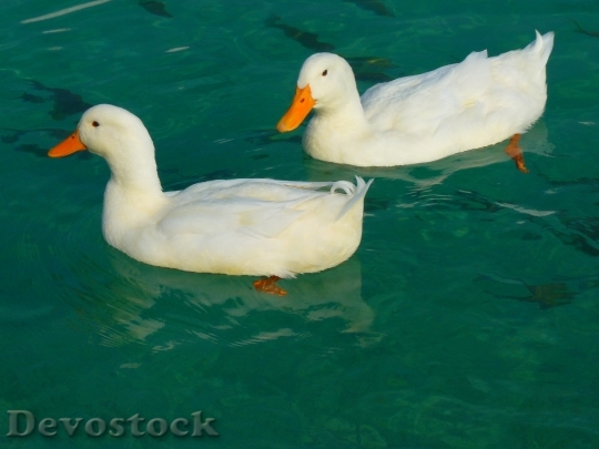 Devostock Water Animals Swimming 8631 4K