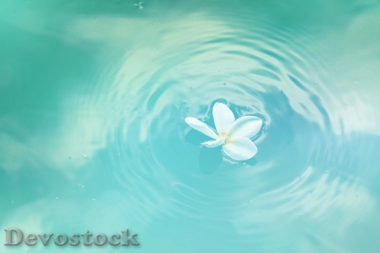 Devostock Water Flower Clean 58071 4K
