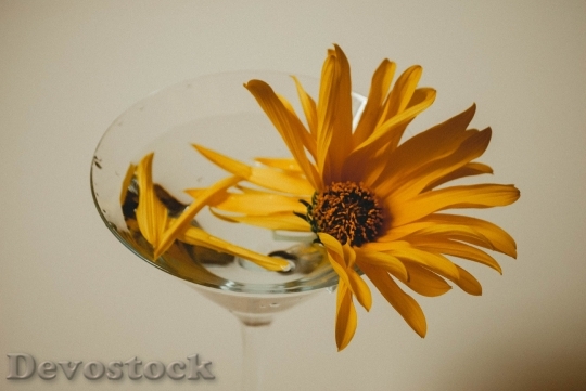 Devostock Water Petals Flower 141080 4K