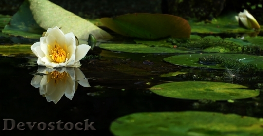 Devostock Water Pond Flower 130275 4K