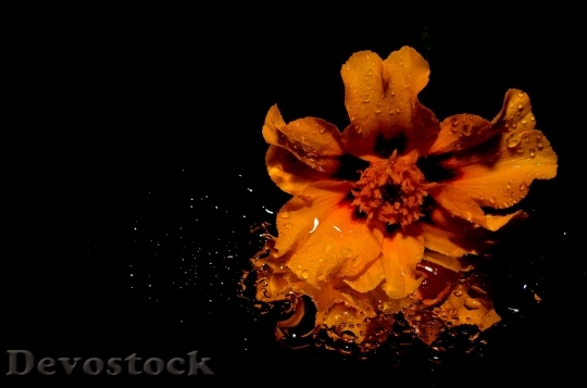 Devostock Water Wet Flower 6878 4K