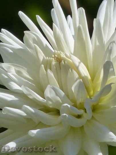 Devostock White Flower Bloom 6625 4K