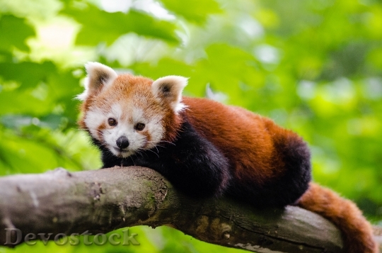 Devostock Wood Animal Cute 14511 4K